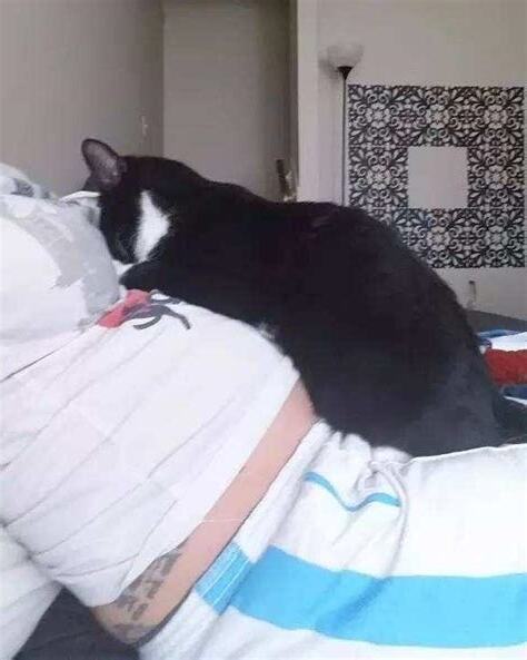 孕婦養貓 注意